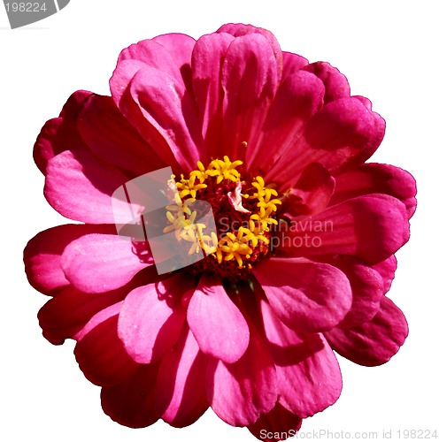 Image of Isolated Flower