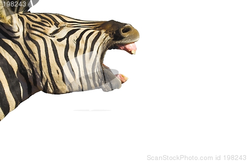 Image of Zebra Yawn Isolated