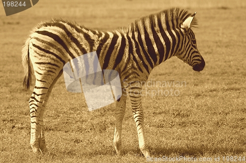 Image of Zebra