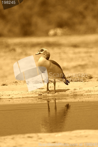 Image of Egyptian Goose