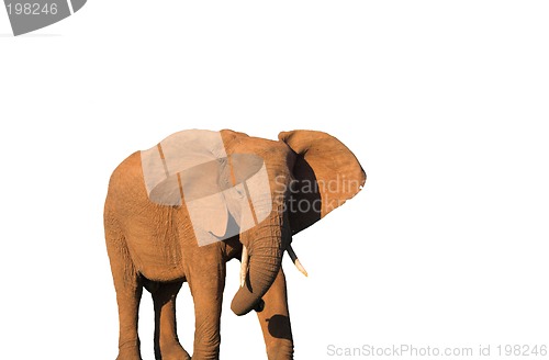 Image of Elephant Isolated