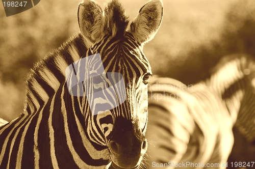 Image of Zebra