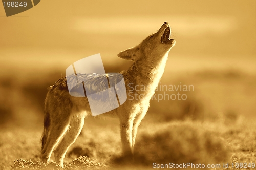 Image of Howling Jackal