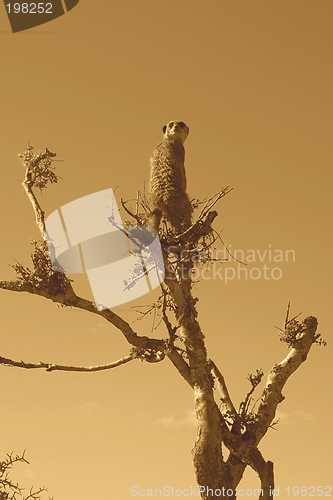 Image of Meerkat