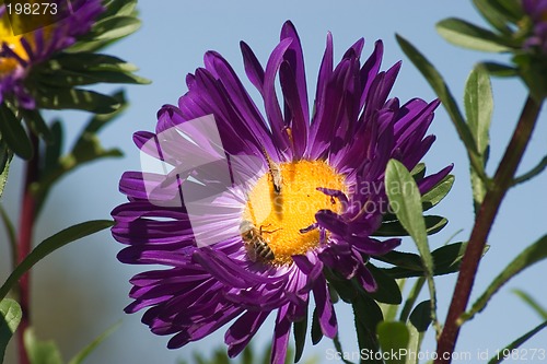 Image of Aster