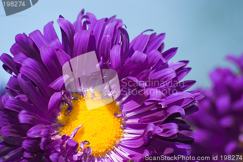 Image of Aster