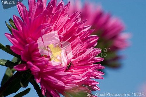 Image of Aster