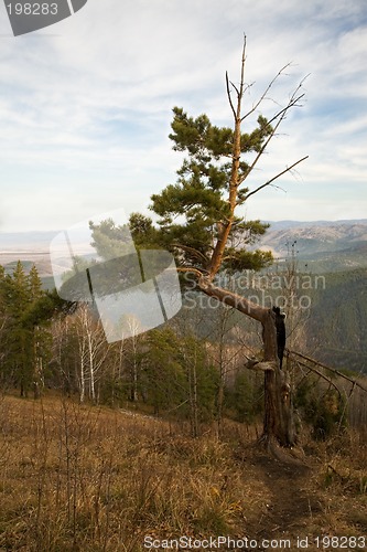 Image of Spruce with burned trunk.