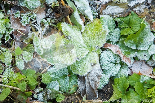 Image of Ice crystals