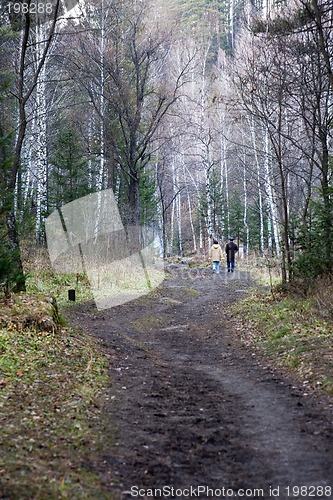 Image of Footpath in the forest