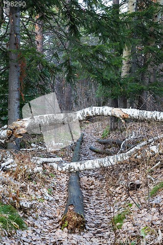 Image of Footpath in the forest