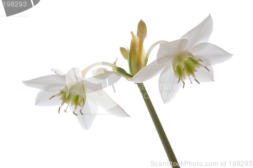 Image of High key white amaryllis.