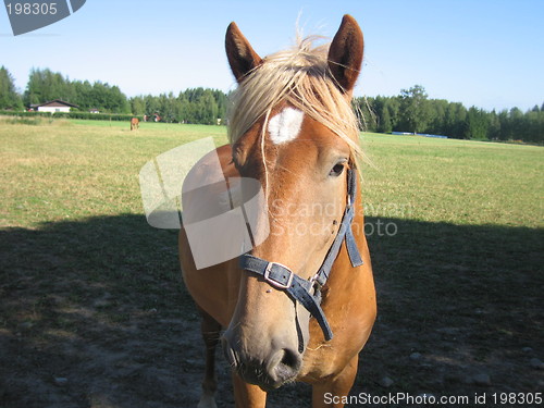 Image of Beautiful Horse