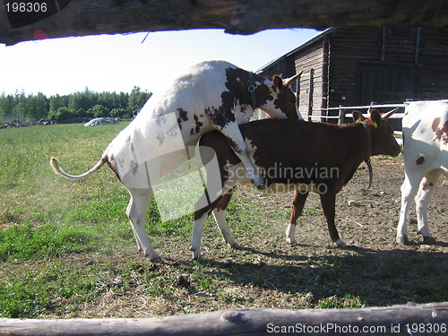 Image of naughty cows