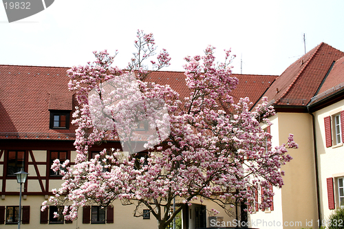 Image of Patio with magnolia