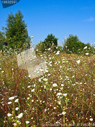 Image of summer landscape with field of white flowers