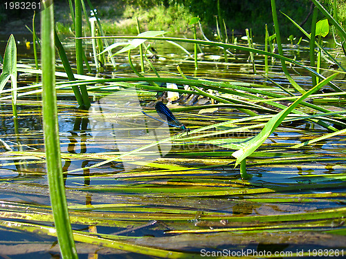 Image of little dragonfly on the river plant