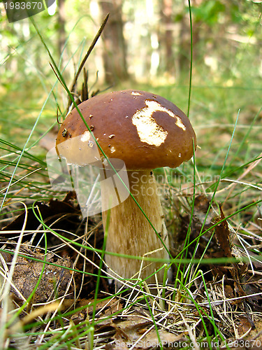 Image of mushroom in the forest