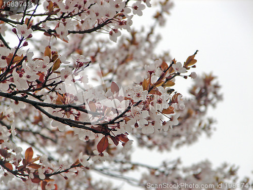 Image of flower