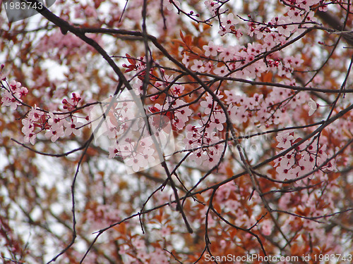 Image of flower