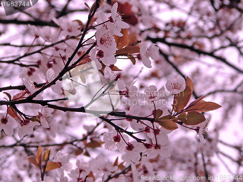 Image of flower