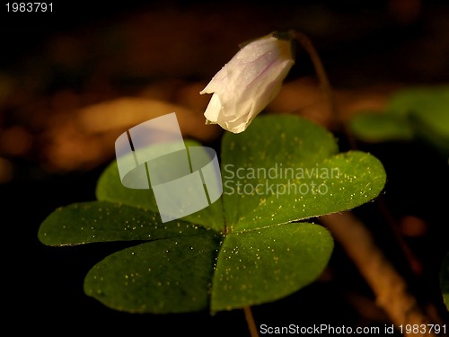 Image of fresh flower and grass background with dew  water drops 