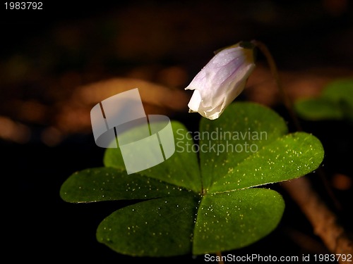 Image of fresh flower and grass background with dew  water drops 