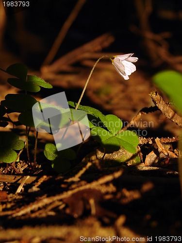 Image of fresh flower and grass background with dew  water drops 