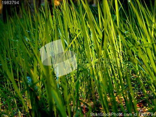 Image of fresh flower and grass background with dew  water drops 