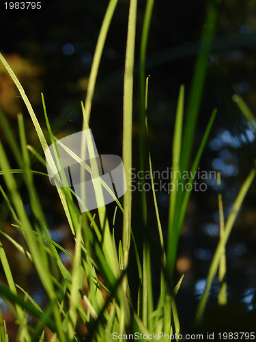 Image of fresh flower and grass background with dew  water drops 