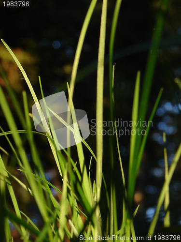 Image of fresh flower and grass background with dew  water drops 