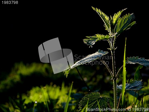 Image of fresh flower and grass background with dew  water drops 