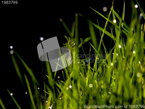 Image of fresh flower and grass background with dew  water drops 