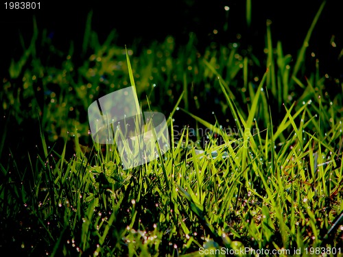 Image of fresh flower and grass background with dew  water drops 