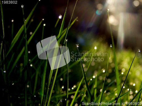 Image of fresh flower and grass background with dew  water drops 