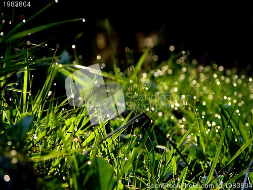 Image of fresh flower and grass background with dew  water drops 