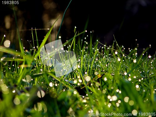 Image of fresh flower and grass background with dew  water drops 