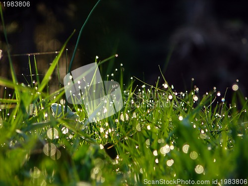 Image of fresh flower and grass background with dew  water drops 