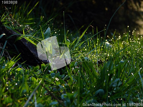 Image of fresh flower and grass background with dew  water drops 