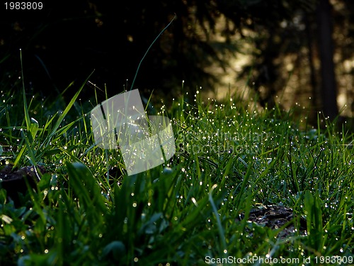 Image of fresh flower and grass background with dew  water drops 