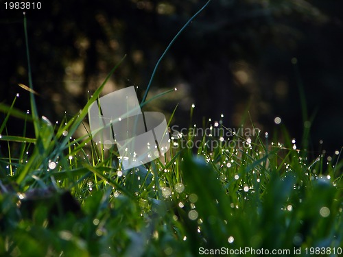 Image of fresh flower and grass background with dew  water drops 