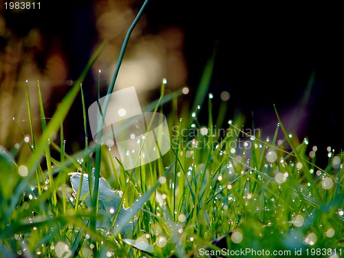 Image of fresh flower and grass background with dew  water drops 