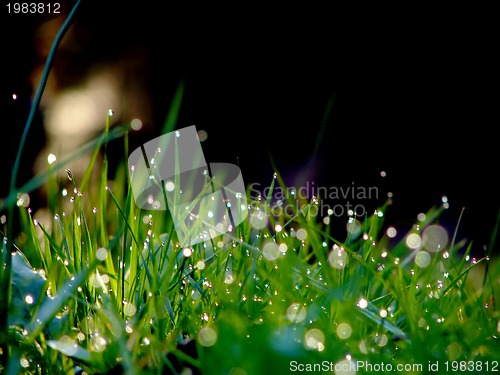 Image of fresh flower and grass background with dew  water drops 