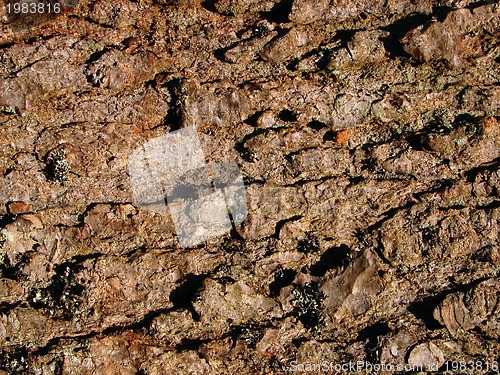 Image of wood background