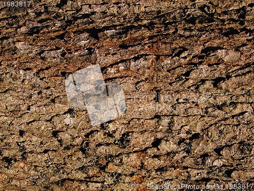Image of wood background