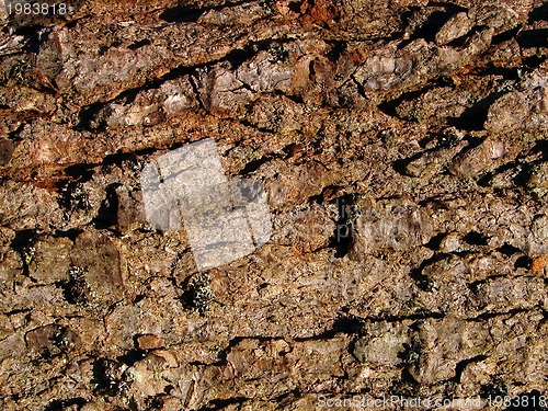 Image of wood background