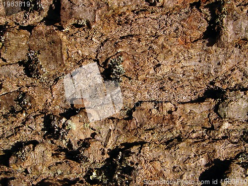 Image of wood background