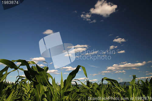 Image of sunny day at field of corn and dramatic sky...