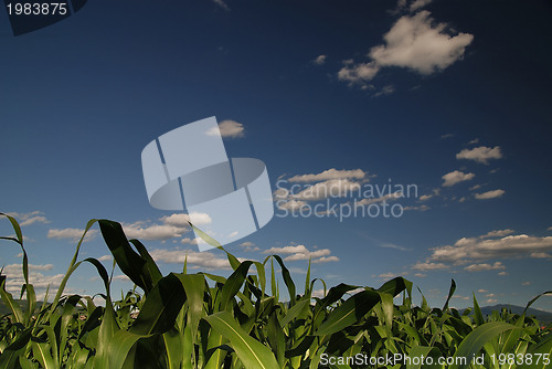 Image of sunny day at field of corn and dramatic sky...