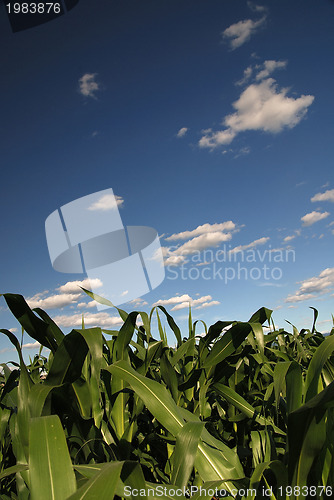 Image of sunny day at field of corn and dramatic sky...